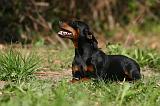 PINSCHER NAIN 082